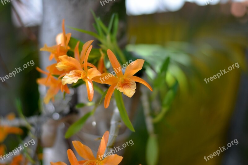 Orquidea Orange Flower Nature Plant Free Photos