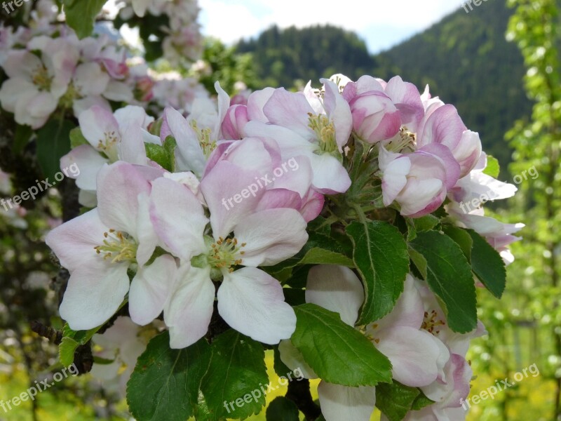 Tree Blossom Bloom Apple Blossom Blossom