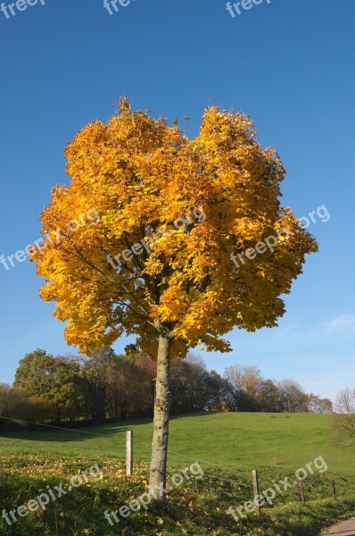 Tree Autumn Landscape Golden Autumn Tree In The Fall