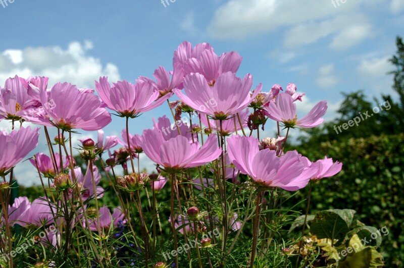 Flowers Cosmos Bipinnatus Cosmea Blue Sky Nature