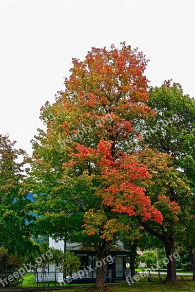 Autumn Foliage Red Leaves Deciduous