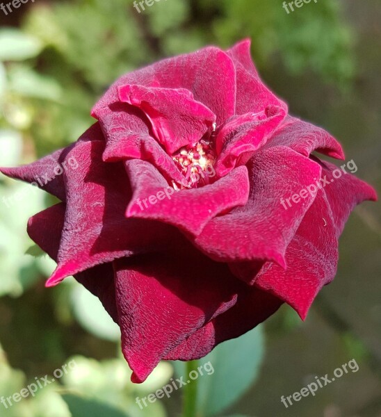 Red Rose Flower Floral Rose Red