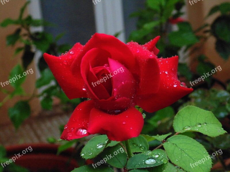 Rosa Flower Red Rose Garden Nature