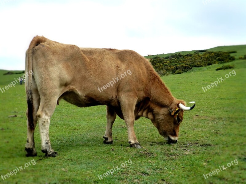 Cow Asturias Covadonga Lakes Landscape Picos De Europa