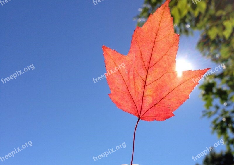 Leaf Red Autumn Leaves Red Color Hibiscus