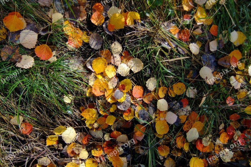 The Leaves In Xinjiang Kanas Ground Autumn