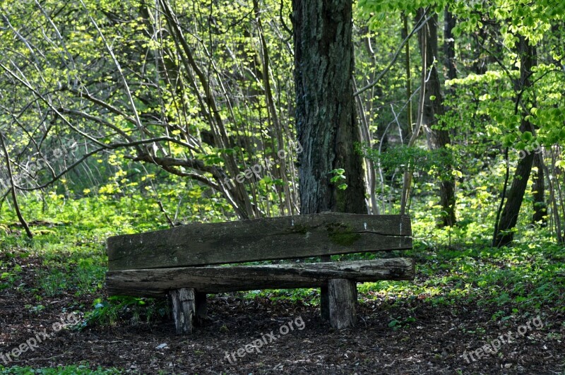 Bank Forest Nature Resting Place Silent