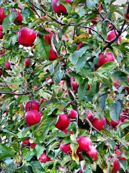 Apple Red Autumn Hebstlich Autumn Flowers