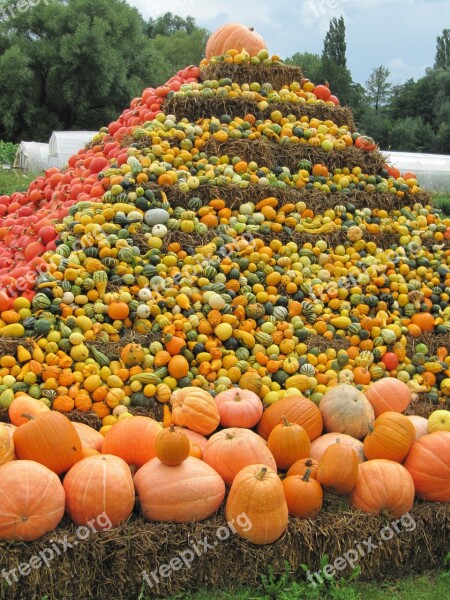 Thanksgiving Pumpkin Soup Pumpkin Fresh Healthy