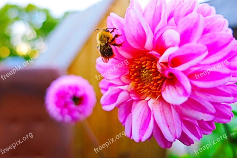 Bee Flower Pink Plant Macro