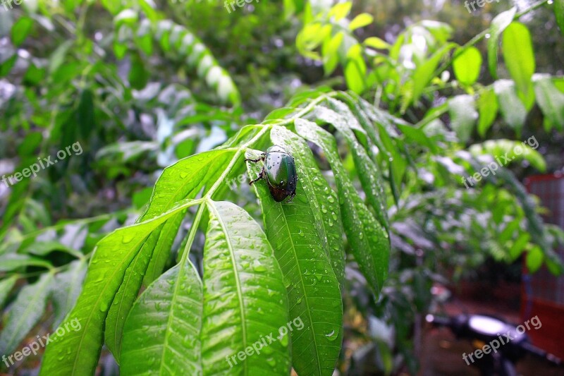 Insect Bug Green Thailand Zika