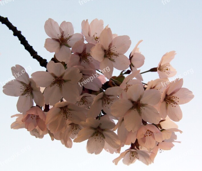 Flowers Apple Spring Close On Natural