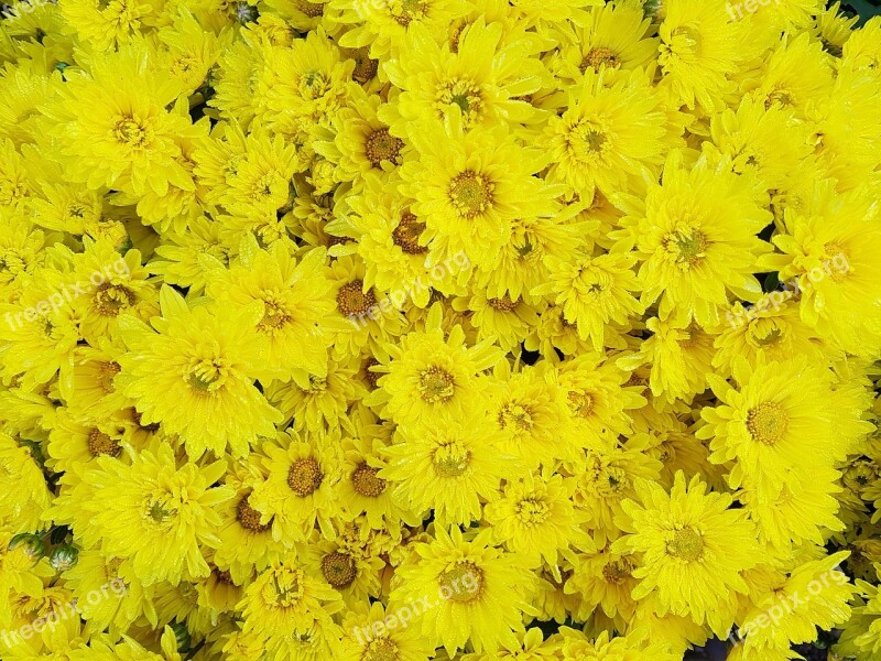 Autumn Chrysanthemum Small Yellow Flowers Blossom White Flower