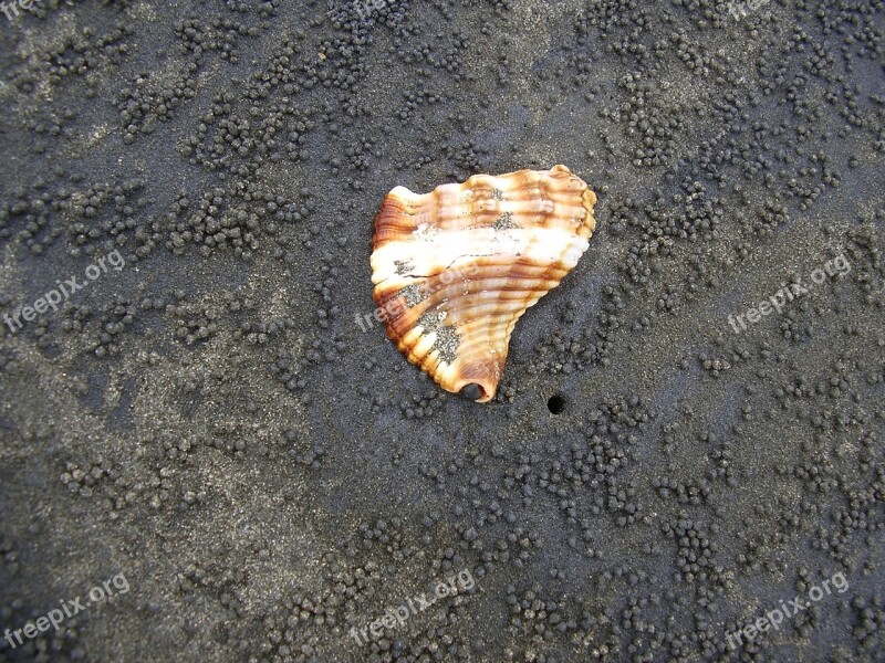 Sink Shell Black Sand Volcanic Sand Clam