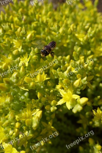 Flowers Bee Nature Garden Bug