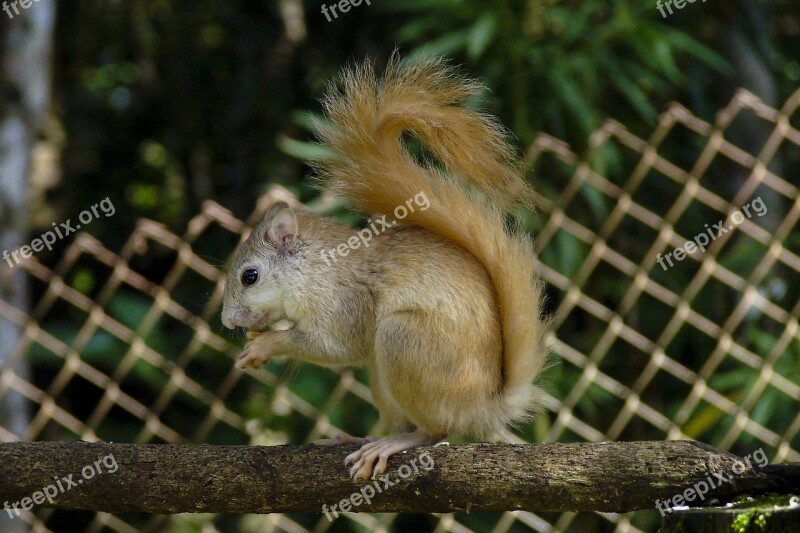 Squirrel Albino Squirrel Animal Rare Animal Nature