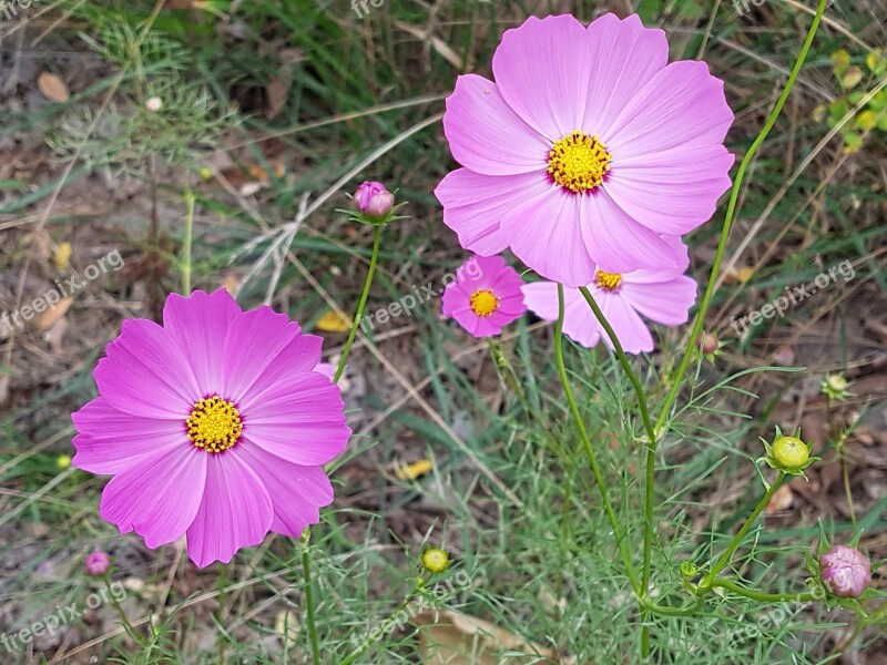 Fall Flowers Flowers Blossom Free Pictures Beauty