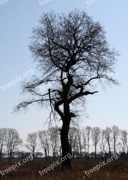 Vemmetofte Park Oak Tree Silhouette Winter Day