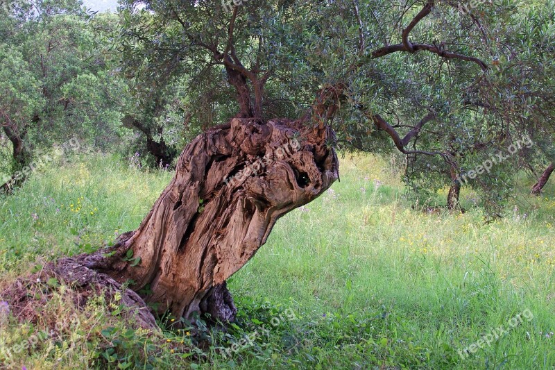 Olive Tree Tree Olive Grove Olive Trees