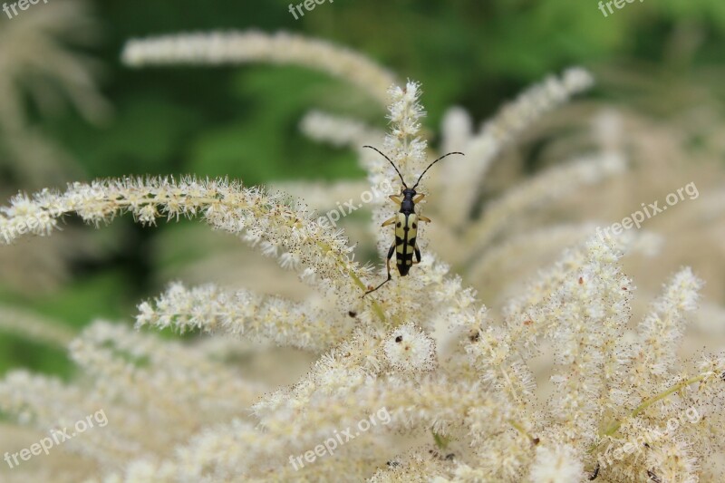 Beetle Longhorn Beetle Insect Fly Nature