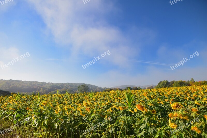 Sunflowers Field Mist Yellow Nature