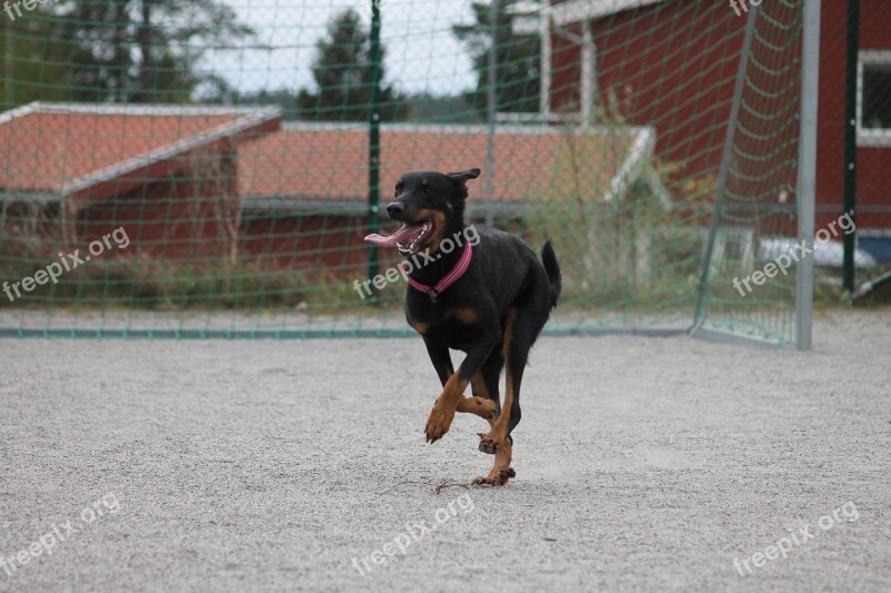 Dog Beauceron Animal Pet Guard