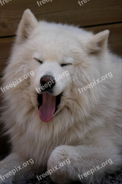 Pet Dog White Samoyed Yawning