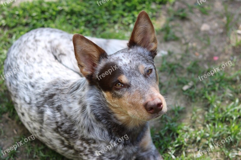 Gus Cattle Dog Chocolate Adopted Free Photos