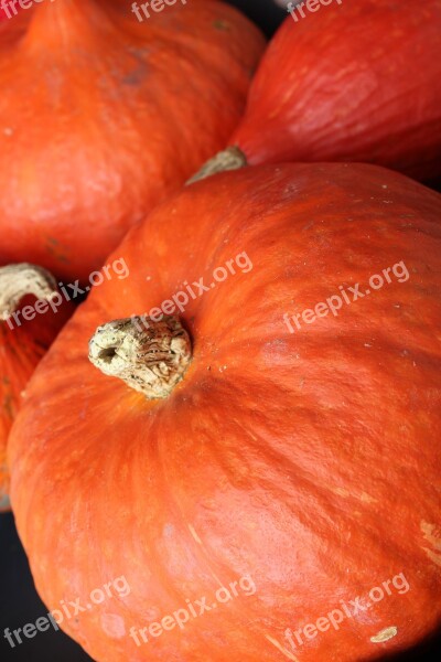 Hokaido Orange Hokkaido Pumpkin Autumn