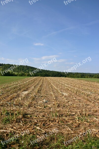 Corn Cornfield Harvest Harvested Empty