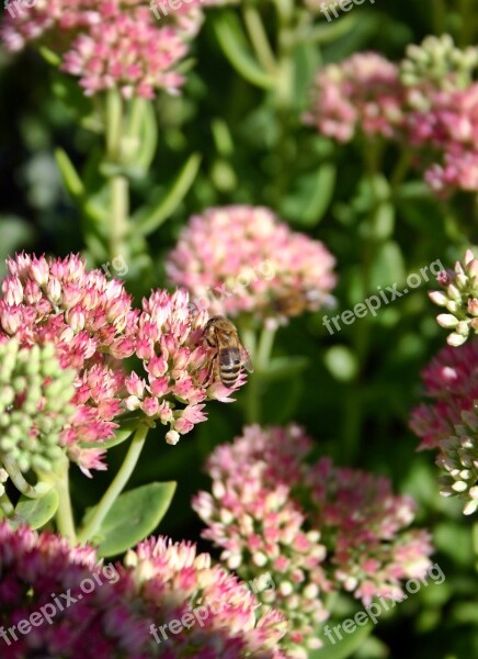 Bee Honey Bee Insect Blossom Bloom