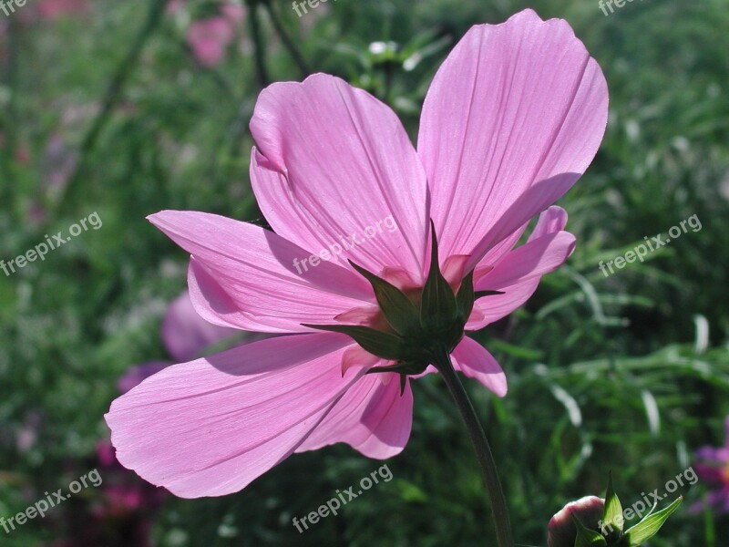 Cosmea Blossom Bloom Flower Pink Flower