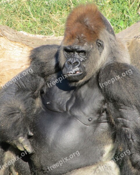 Gorilla Ape Primate Wildlife Nature