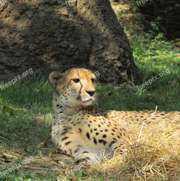 Cheetah Resting Zoo Feline Big Cat