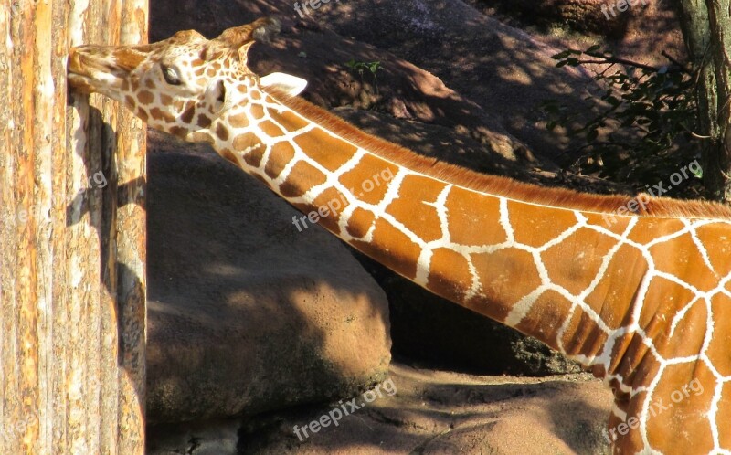 Giraffe Portrait Chewing Fence Wood