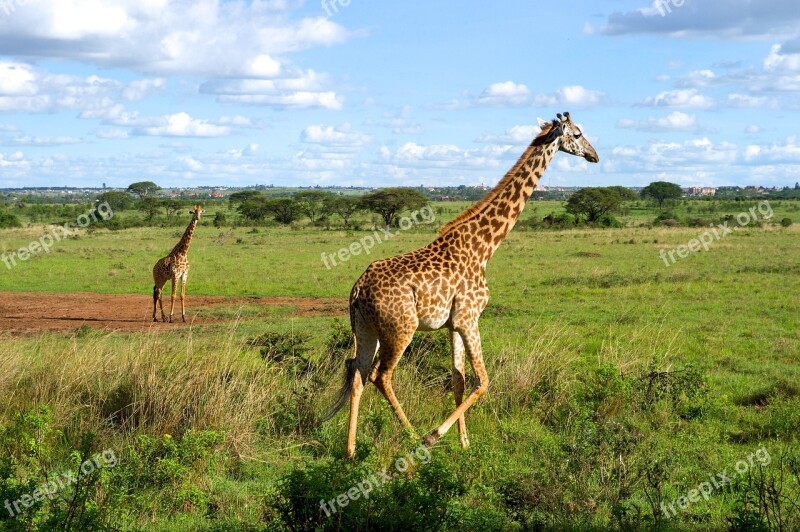 Giraffes Wildlife Running Nature Wild