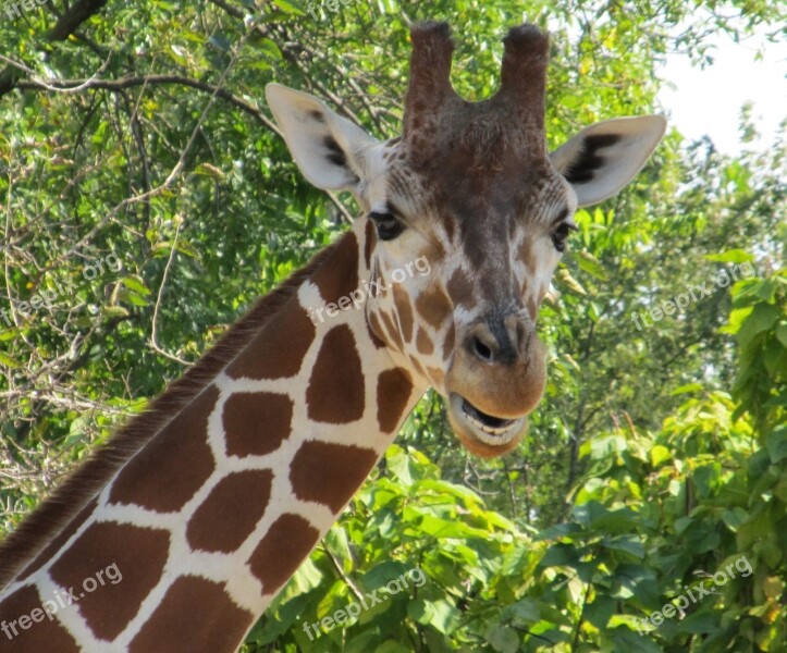 Giraffe Portrait Head Face Mammal