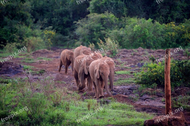 Wild Elephants Wildlife Nature Kenya Africa