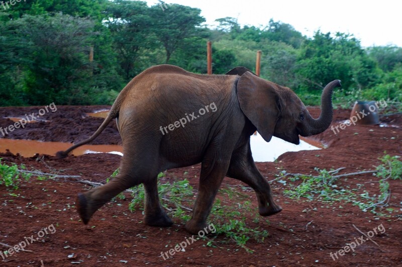 Baby Elephant Wildlife Nature Kenya Africa