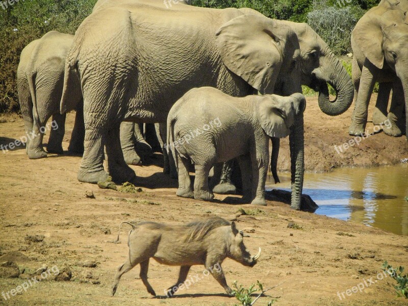 Elephants Wild Boar Wildlife Nature Standing