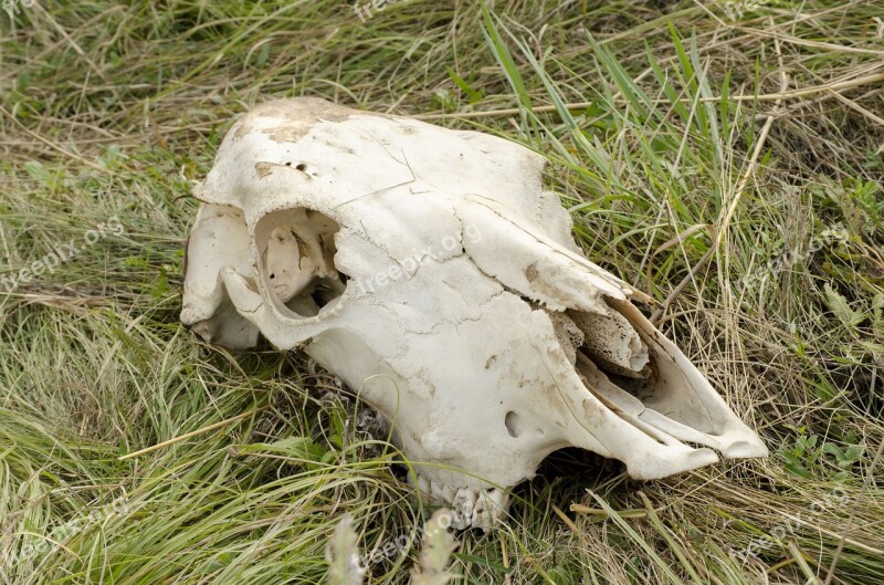 Skull Cow Head Dead Animal Bone