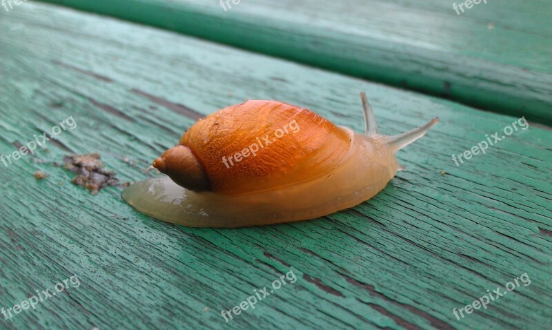 Snail Creeps Clam Bespozvonochnoe Animals