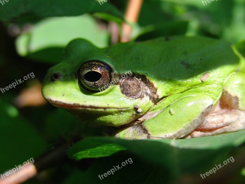 Far East Tree Frog Nibe Croaker Frog Hyla Japonica Amphibian