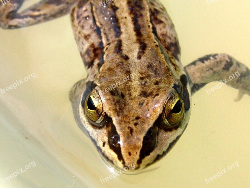 Common Frog The Head Of A Frog Amphibian Water Macro