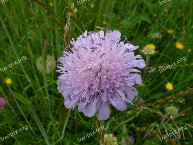 Scabiosa Flower Close Up Plant Blossom