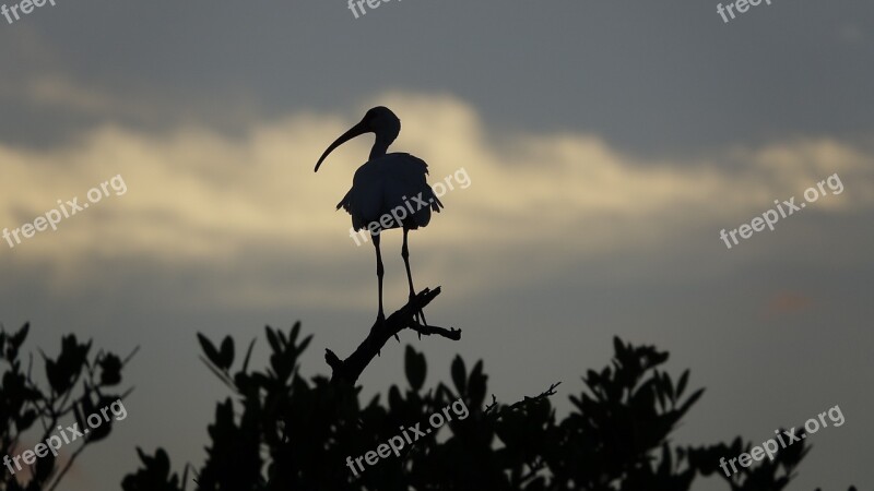 Bird Bird Silhouette Ibis Beak Free Photos