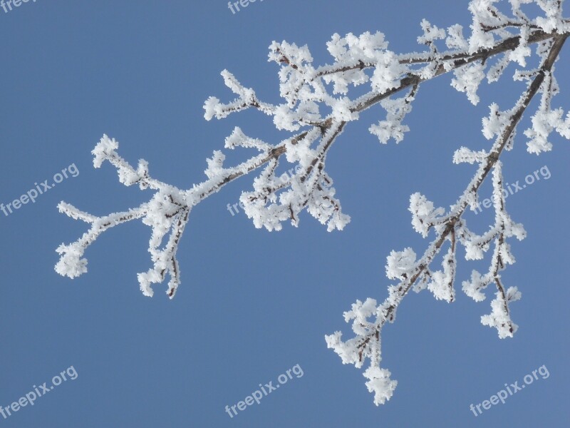 Winter Frost Branch Snow Nature