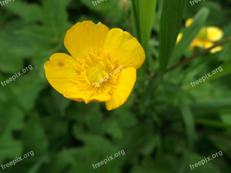 Buttercup Pointed Flower Flowers Yellow Wild Flower