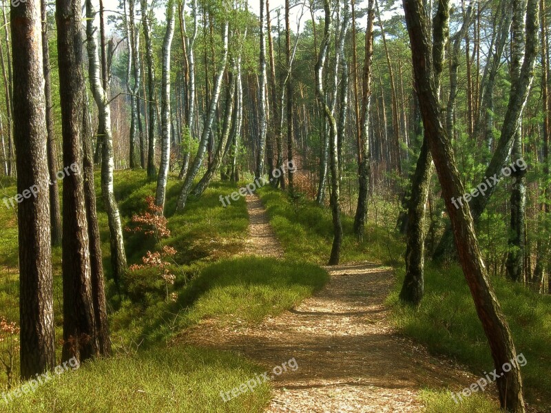 Forest Path Forest Road Nature Trees