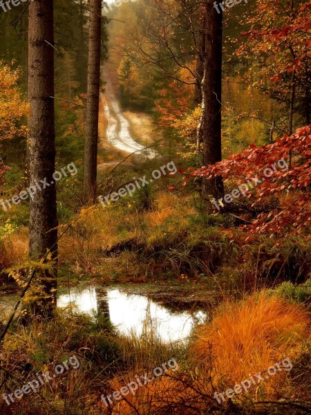 Forest Road Lagoon Autumn Free Photos